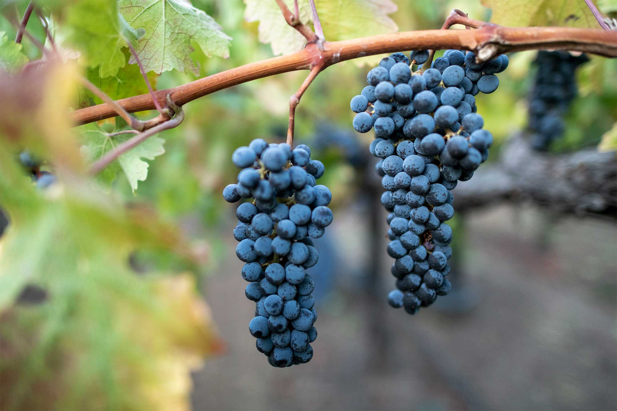 Cabernet-Sauvignon 赤霞珠 02.jpg