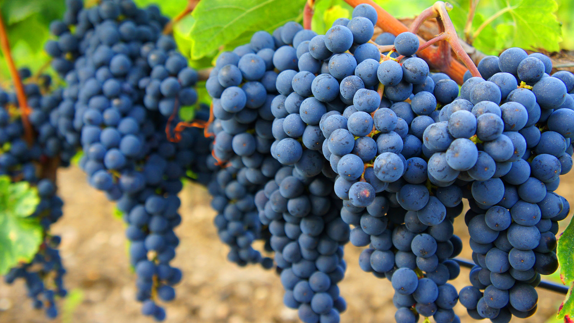 Marselan Grape 马瑟兰葡萄 01.jpg